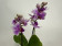 Phalaenopsis Sogo Kris (2 Rispen)