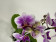 Phalaenopsis Sogo Kris (2 Rispen)