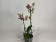 Phalaenopsis Fancy Freckles 'Triple Lips' (2 Rispen)