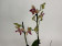 Phalaenopsis Fancy Freckles 'Triple Lips' (2 Rispen)