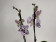 Phalaenopsis Purple Grace (2 Rispen)