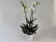 Weihnachts-Präsentpflanze, Phalaenopsis (2 Blütenrispen)