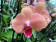 Phalaenopsis Pirate Picotee (2 Rispen)