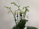 Phalaenopsis Minimark (4-5 Rispen, inkl. Übertopf)