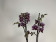 Phalaenopsis Sogo Mastermind (2 Rispen)