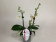 Phalaenopsis Minimark (2-3 Rispen)