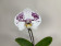Phalaenopsis Big Singolo 'Owari' (1 Blüte, inkl. Übertopf)