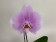 Phalaenopsis Big Singolo 'Mino' (1 Blüte, inkl. Übertopf)