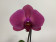 Phalaenopsis Big Singolo 'Hida' (1 Blüte, inkl. Übertopf)