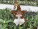 Oncidium leucochilum