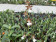 Oncidium leucochilum
