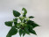 Anthurium White Champion (12 cm Topf)