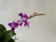 Doritaenopsis Purple Gem 'Peloric'