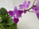 Doritaenopsis Purple Gem 'Peloric'