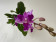 Doritaenopsis Purple Gem 'Peloric'