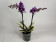 Phalaenopsis Hornglin Vicky 'variegata' (3-4 Rispen)