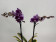 Phalaenopsis Hornglin Vicky 'variegata' (3-4 Rispen)