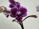 Phalaenopsis Hornglin Vicky 'variegata' (3-4 Rispen)