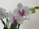 Phalaenopsis Bouguetto Passione