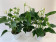 Anthurium Spar-Set 'White Champion' (3 Pfl. im 12 cm Topf)