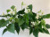 Anthurium Spar-Set 'White Champion' (3 Pfl. im 12 cm Topf)