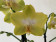 Phalaenopsis Arezzo (2 Rispen)