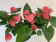 Anthurium Spar-Set 'Pink Champion' (3 Pfl. im 12 cm Topf)