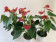 Anthurium Spar-Set 'Royal Champion' (3 Pfl. im 12 cm Topf)