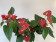 Anthurium Spar-Set 'Royal Champion' (3 Pfl. im 12 cm Topf)