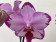 Phalaenopsis Toshi