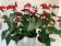 Anthurium Spar-Set 'Royal Champion' (3 Pfl. im 17 cm Topf)