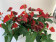 Anthurium Spar-Set 'Royal Champion' (3 Pfl. im 17 cm Topf)