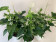 Anthurium Spar-Set 'White Champion' (3 Pfl. im 17 cm Topf)