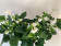 Anthurium Spar-Set 'White Champion' (3 Pfl. im 17 cm Topf)