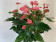 Anthurium Spar-Set 'Pink Champion' (3 Pfl. im 17 cm Topf)