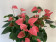 Anthurium Spar-Set 'Pink Champion' (3 Pfl. im 17 cm Topf)