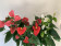 Anthurium Spar-Set 'TRICOLOR' (3 Pfl. im 17 cm Topf)