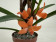 Ceratostylis rubra -retisquana- (blühstark, nicht in Knospe/Blüte)