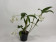 Dendrobium aberrans x rhodostictum (blühstark, ohne Knospe / Blüte)