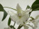 Dendrobium aberrans x rhodostictum (blühstark, ohne Knospe / Blüte)