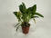Masdevallia garciae