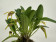 Masdevallia garciae
