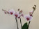 Phalaenopsis Denver (3 Rispen)