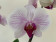 Phalaenopsis Denver (2-3 Rispen)