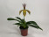 Paphiopedilum gratrixianum var. daoense