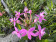 Epidendrum Ballerina 'Rosy' (1-2 Stiele)
