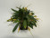 Masdevallia strobelii (4-6 Stiele)
