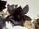 Monnierara Millenium Magic 'Witchcraft' 