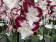Phalaenopsis Tinker Bell 'Kizz'