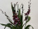 Burrageara Barrocco Red (3-4 Rispen)